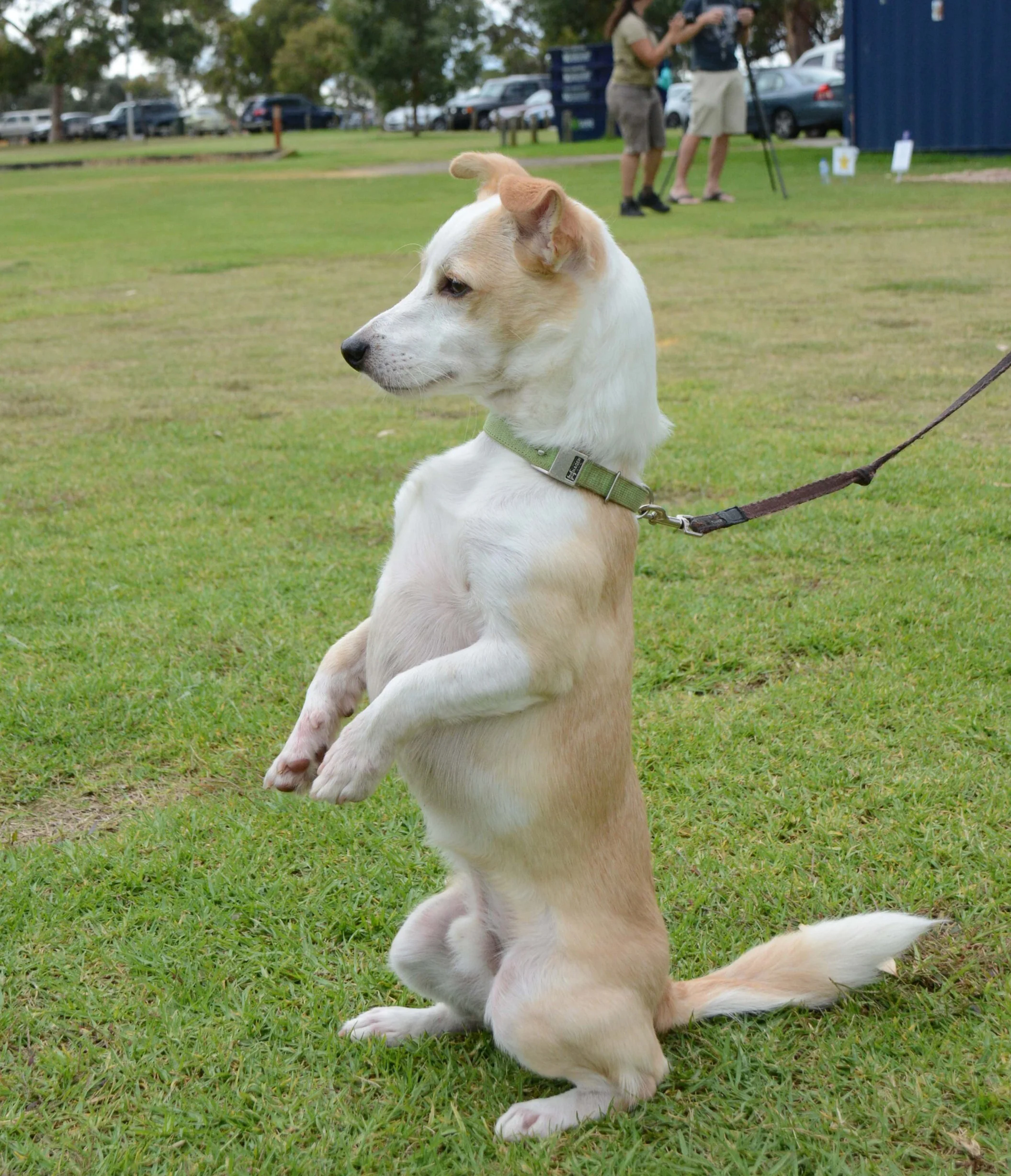 Northern obedience dog 2024 club